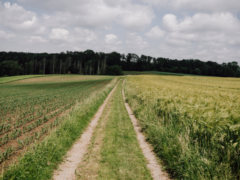 Wandelweekend met je hond bij Keulen Wandelweekend met je hond bij Keulen