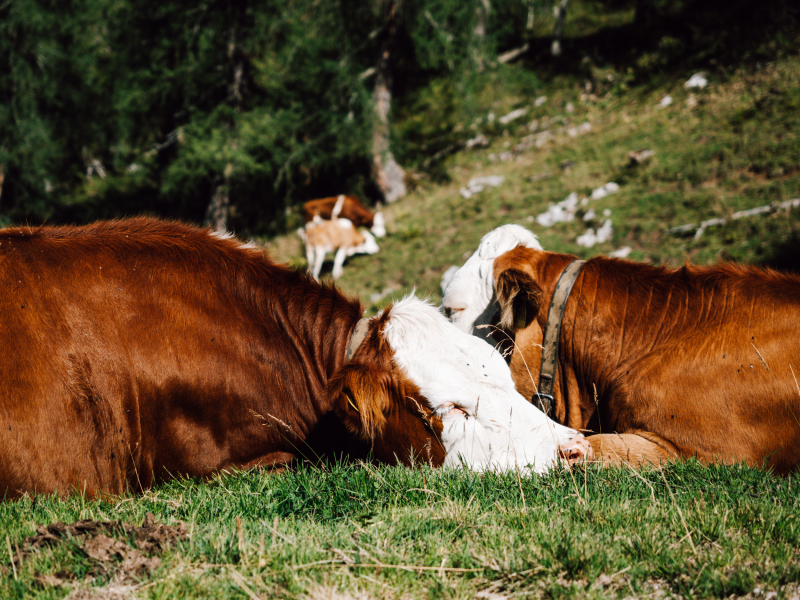 Berchtesgadener Land huttentocht van 3 dagen Berchtesgadener Land huttentocht van 3 dagen