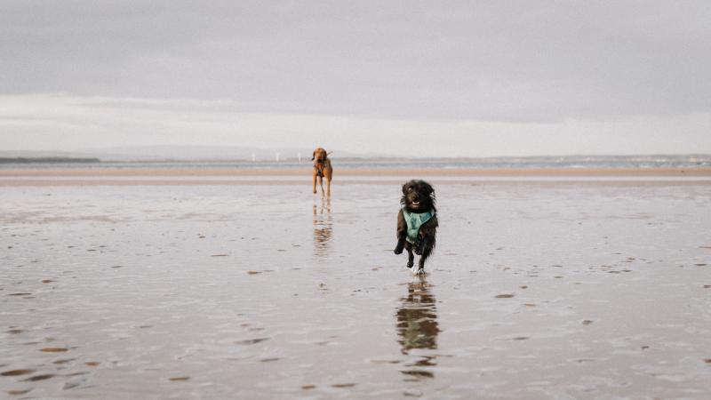 Moray Coast Trail met de hond wandelen Moray Coast Trail met de hond wandelen