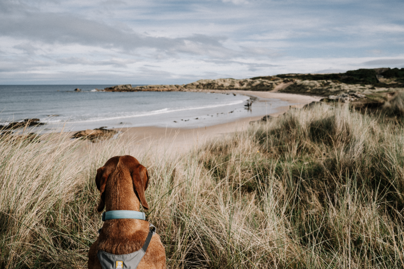 Moray Coast Trail Schotland wandelen Moray Coast Trail Schotland wandelen