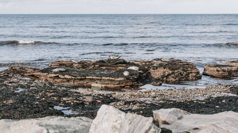 Zeehonden aan de Moray Coast Trail Zeehonden aan de Moray Coast Trail