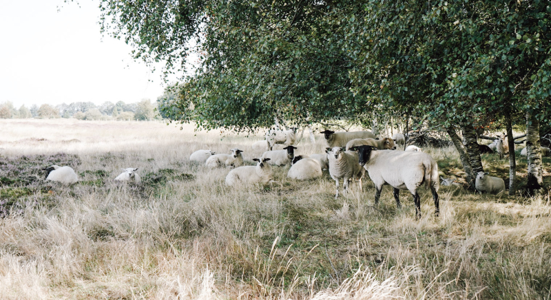 3-daagse-route-bikepacken-wandelen-drenthe