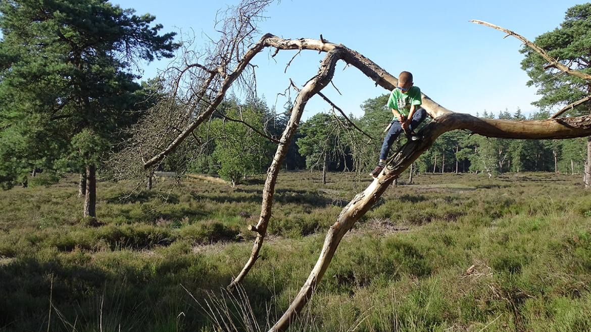 bomen-klimmen-kinderen