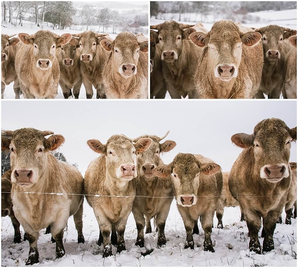 charolais-koeien