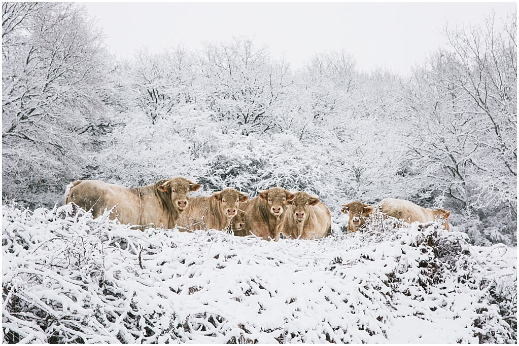 charolais-stieren