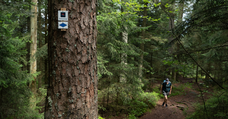 gemarkeerde-wandelroutes-noordelijke-zwarte-woud