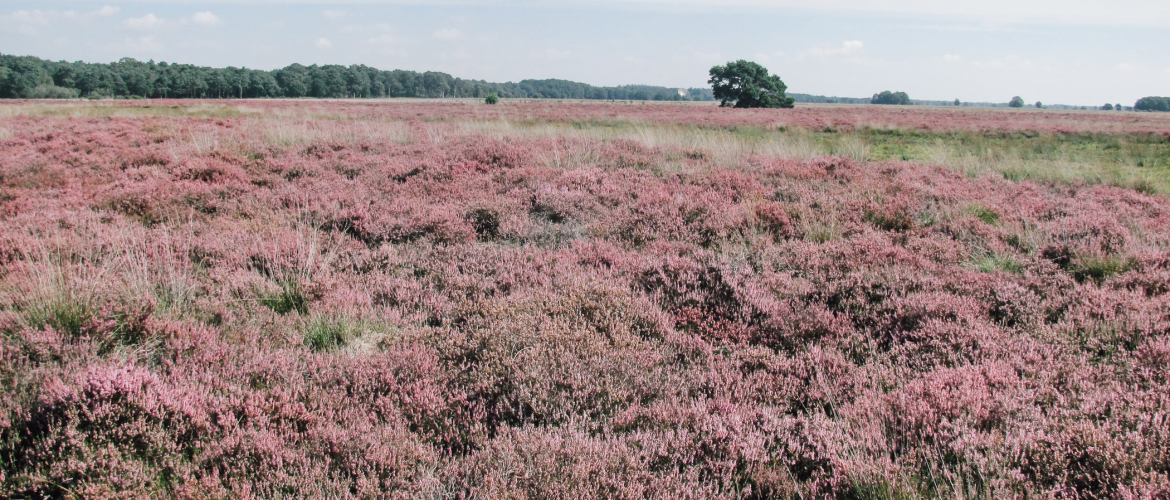 Wandelroutes langs de mooiste heidevelden in Drenthe