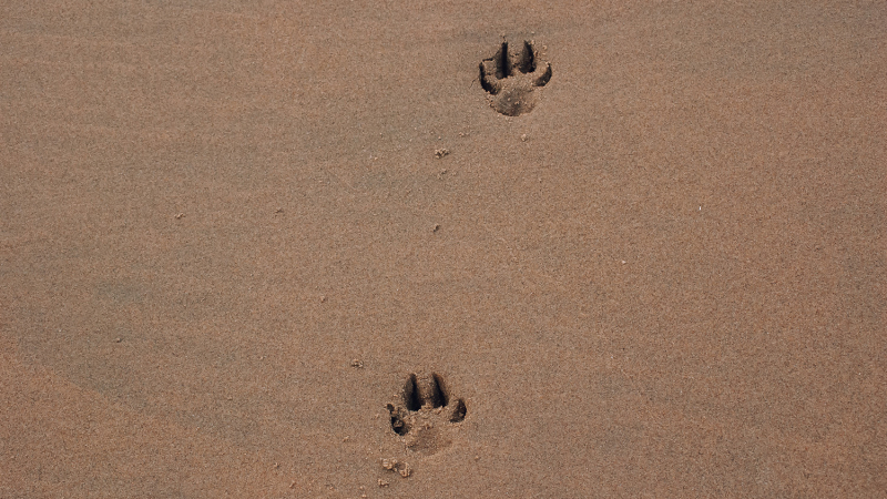 hond-mee-wandelen-waterleidingduinen