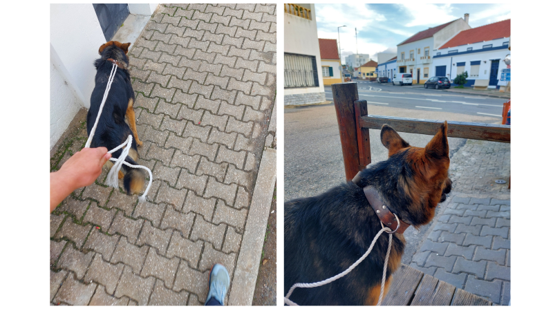 hond-survivallen-portugal