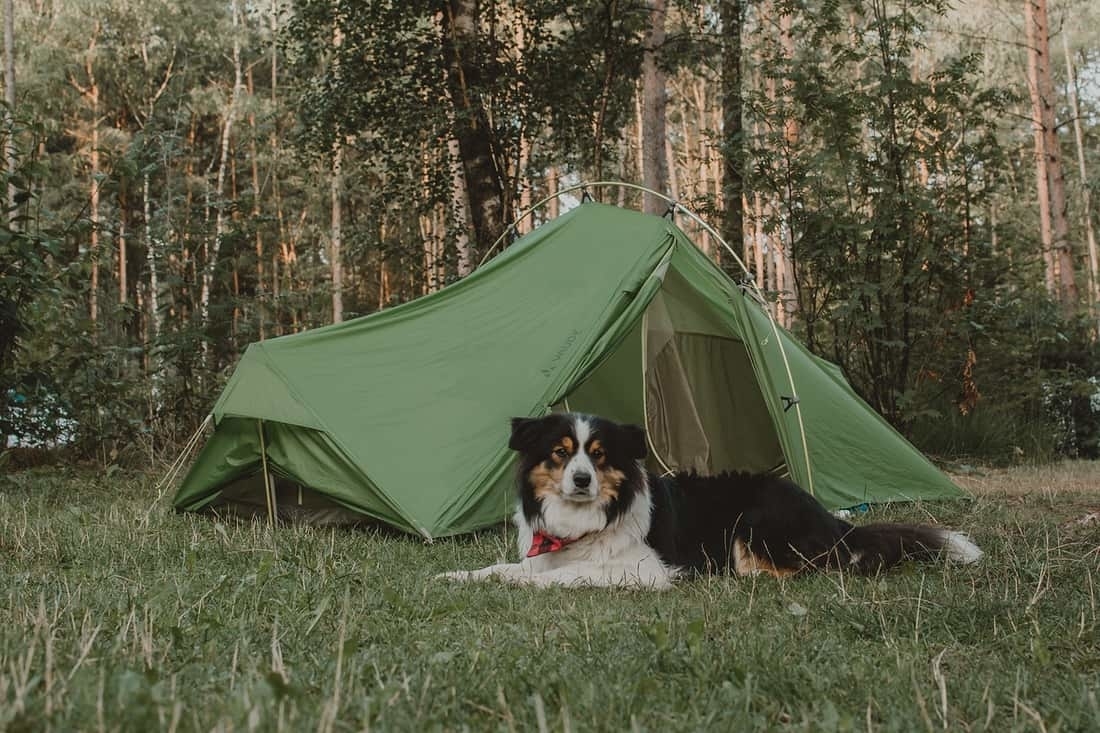 kamperen-met-hond-wat-meenemen