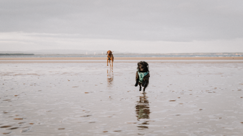 moray-coast-trail-met-hond