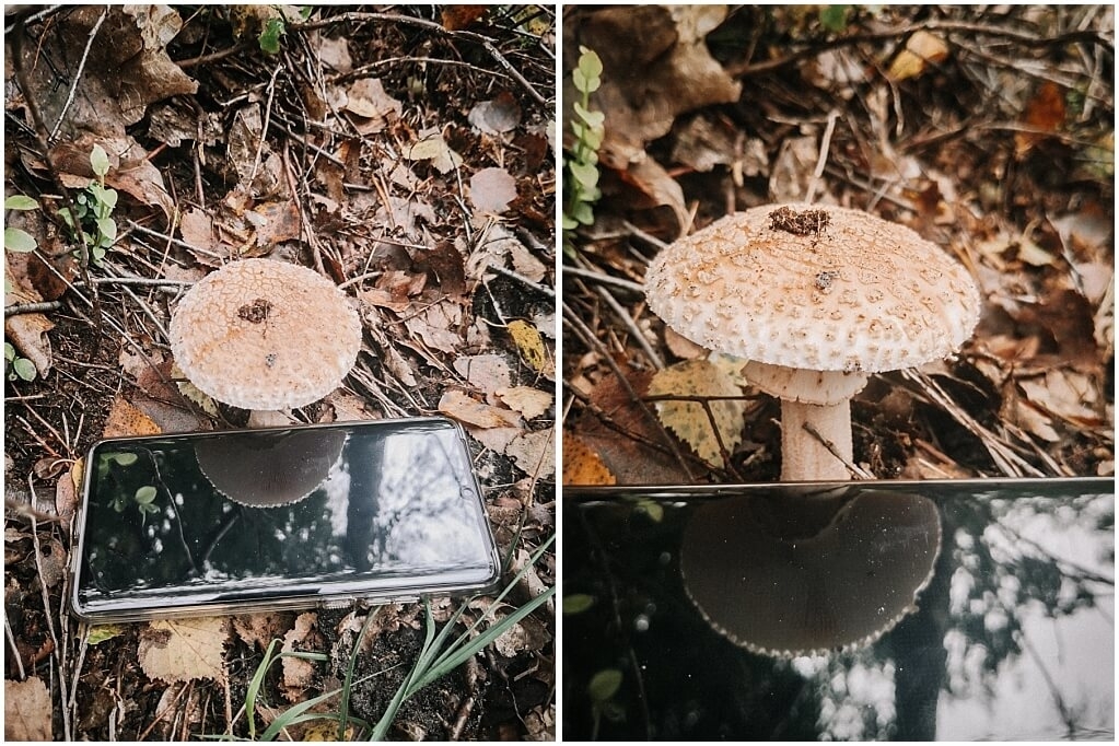 Paddenstoelen kijken met spiegel Paddenstoelen-kijken-met-spiegel