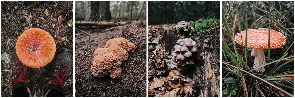 paddenstoelen-soorten-nederland