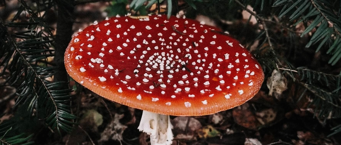 Met deze 5 tips maak je paddenstoelen zoeken een succes
