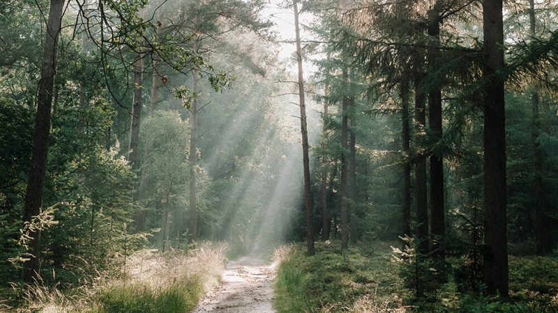 2-daagse-wandeling-overnachting-veluwe