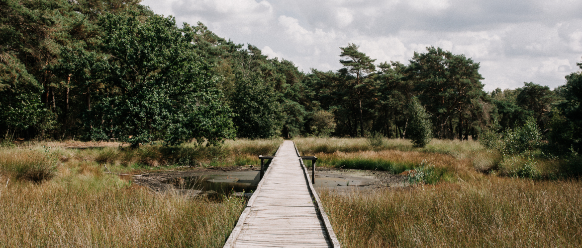 Wandelen in de Maasduinen: mijn favoriete routes