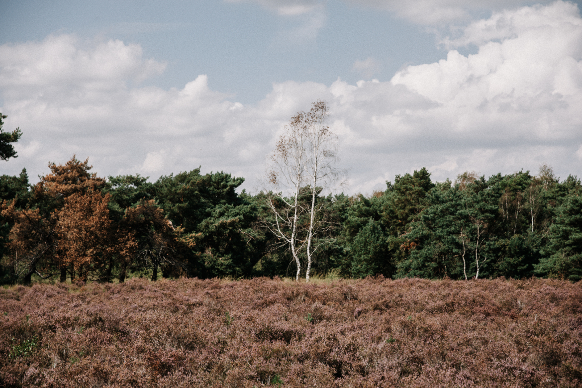 Wandelen in de Maasduinen wandelen-maasduinen