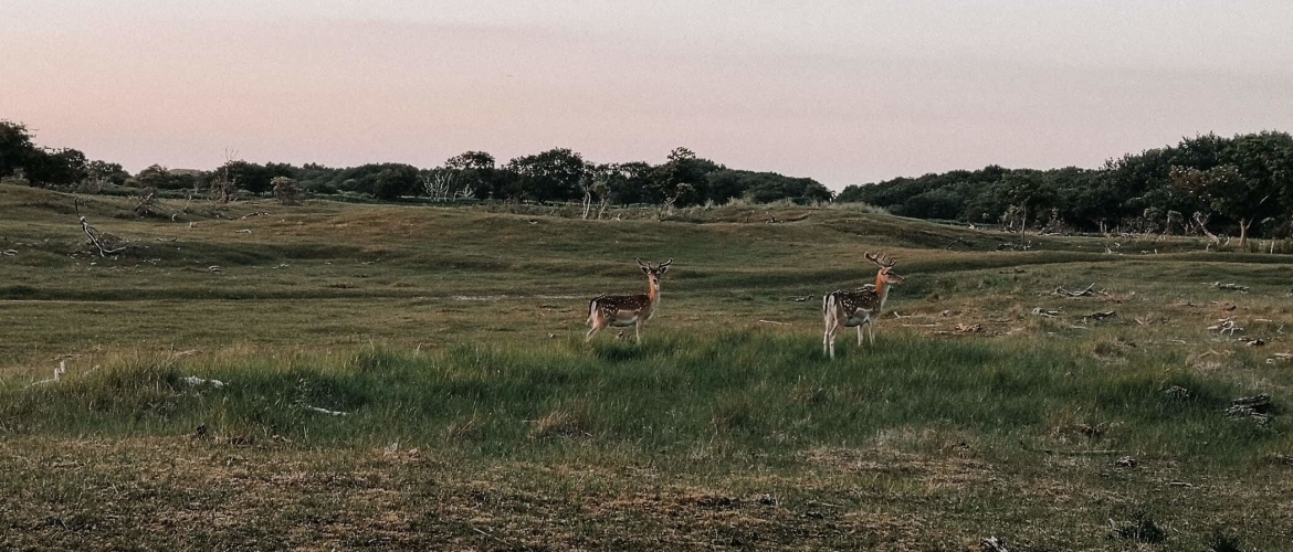 Kamperen in de Waterleidingduinen