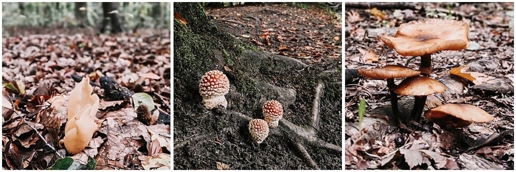 waterloopbos-flevoland-paddenstoelen