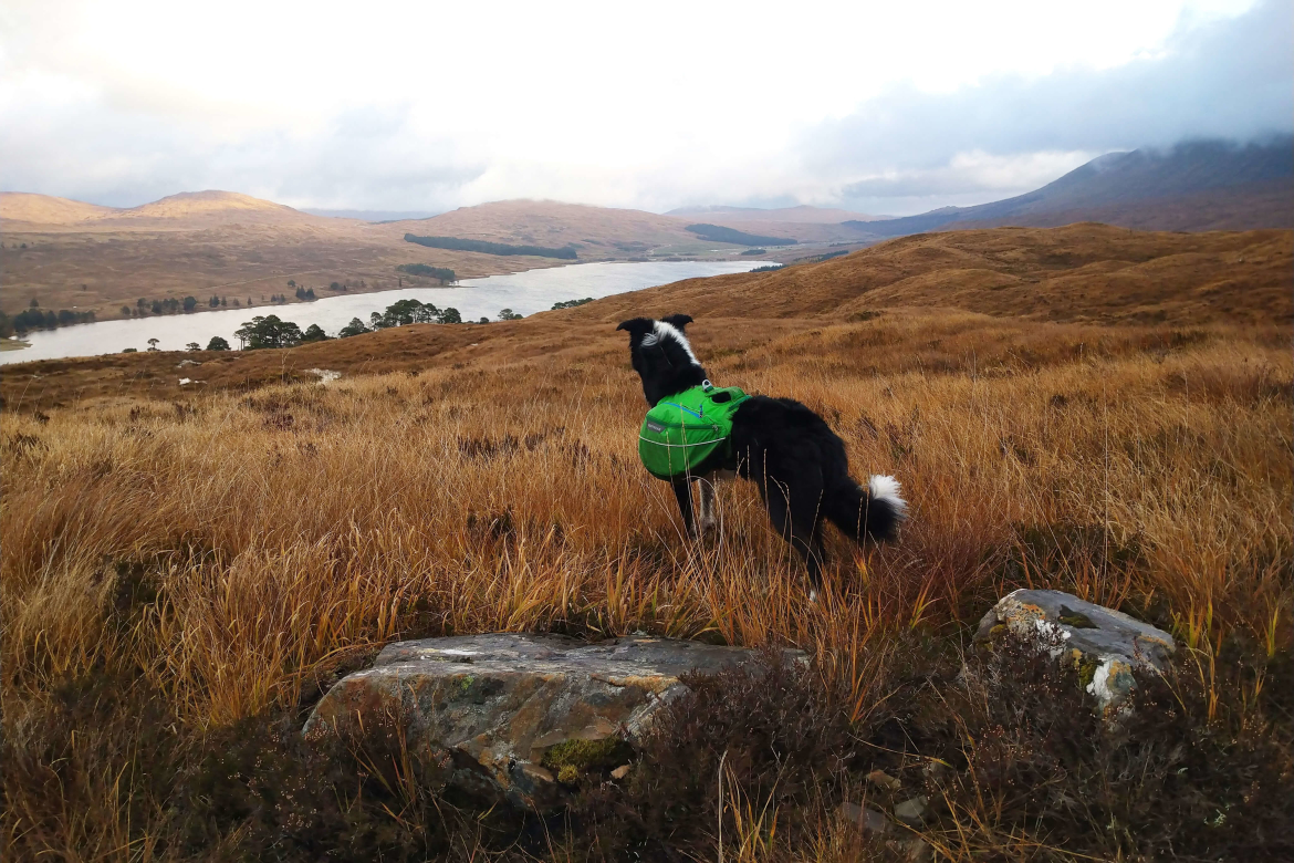 west-highland-way-hondvriendelijk