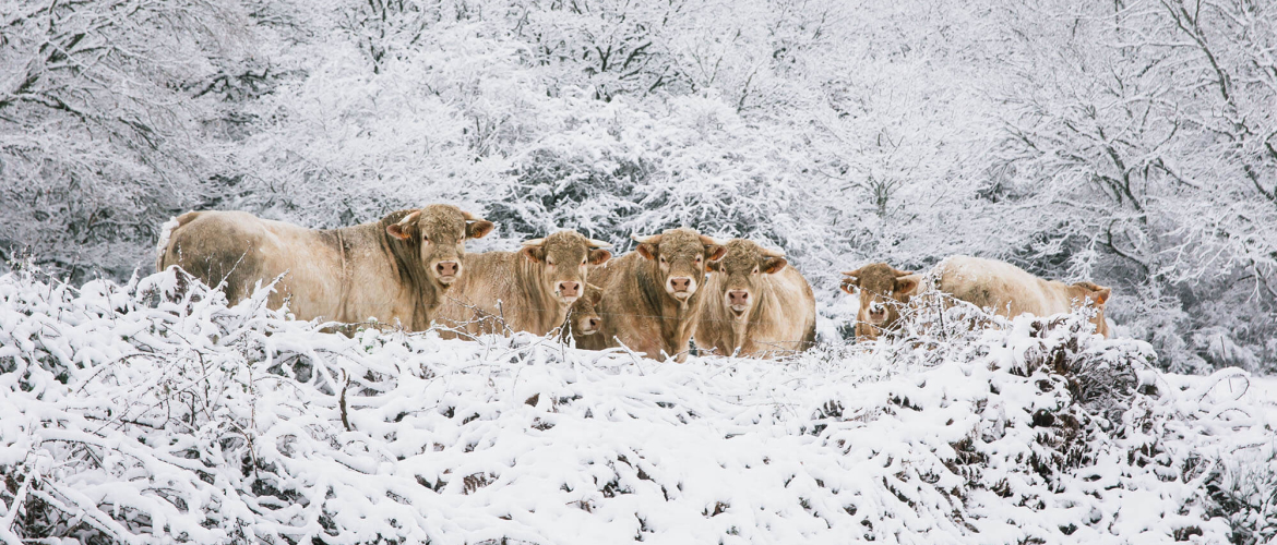 Winter in de Auvergne: een witte kerst