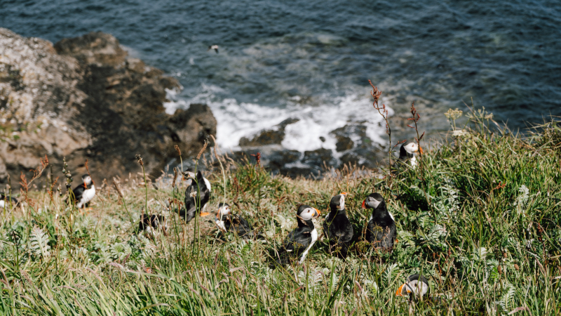 zeilen-schotland-wildlife