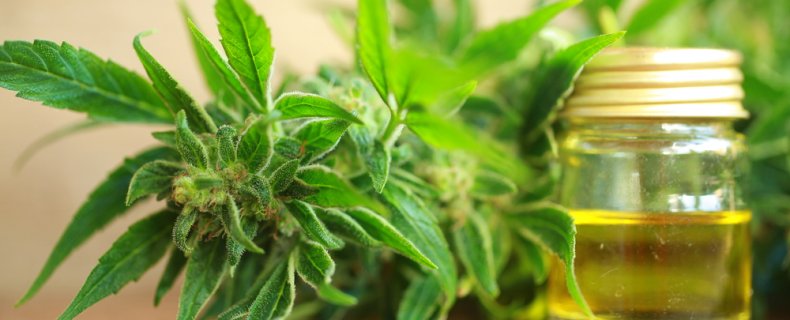 Cannabis, een verrassende hulp bij het afvallen?
