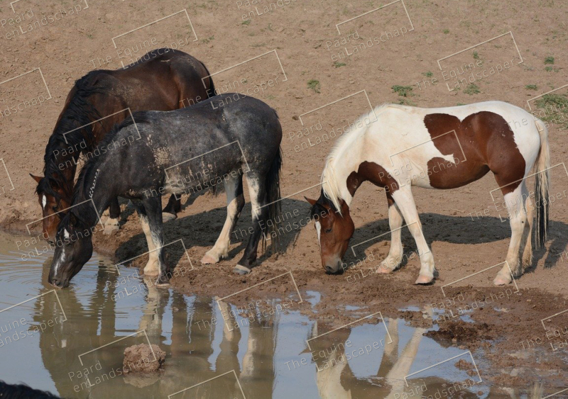 Synchroon drinken wilde paarden