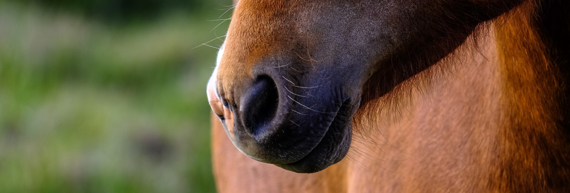 Foto van de neus van een bruin paard