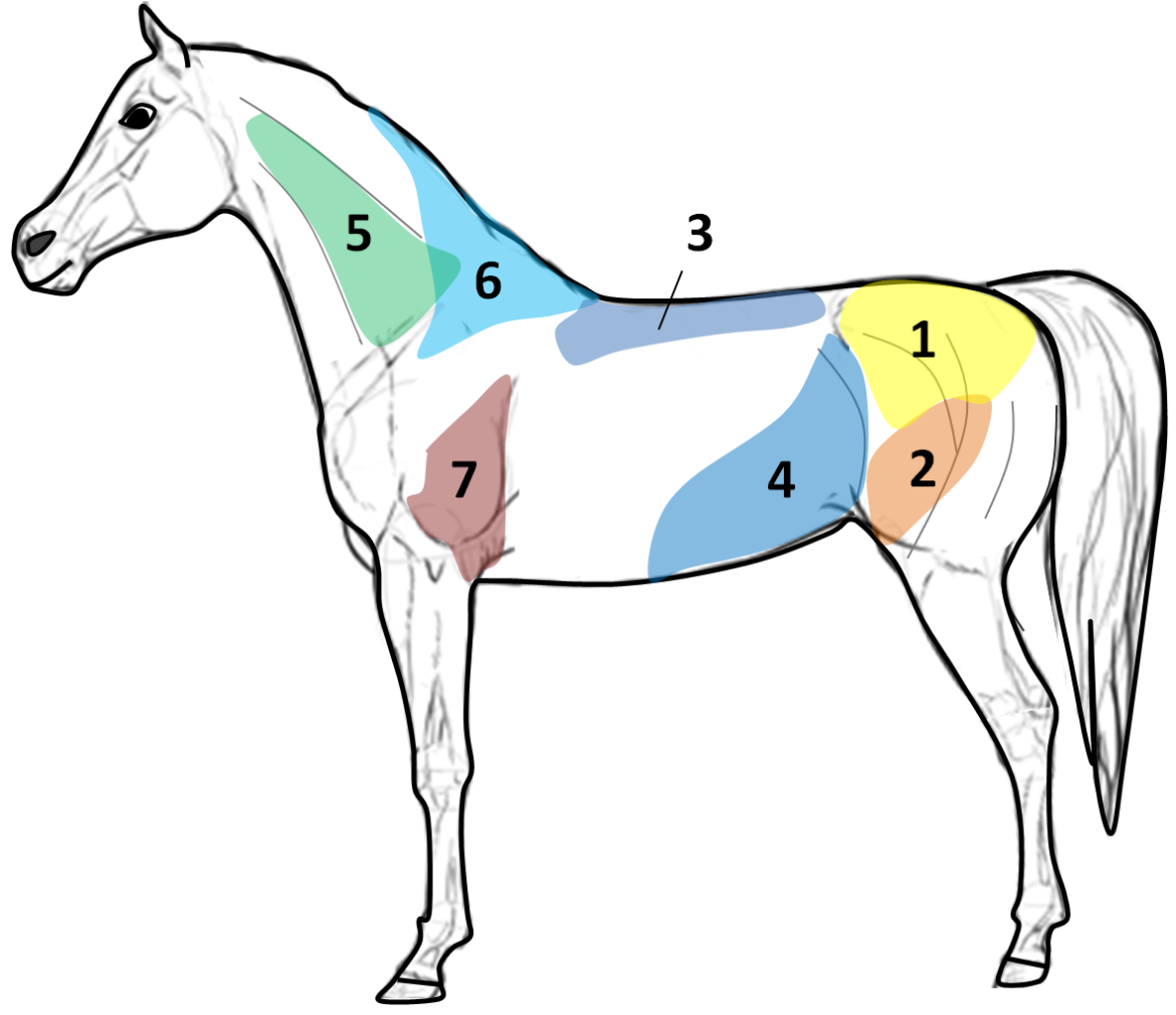 Spieren gevoelig voor atrofie, op een tekening van een paard