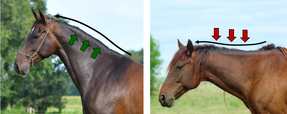 Hoofd en hals van twee bruine paarden