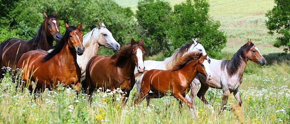 Is jouw paard gezond? 10 signalen dat je paard wat mankeert - Leer ze herkennen!