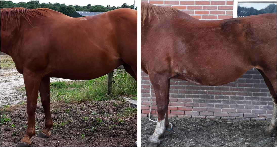 Twee paarden: het ene is glanzend, het andere heeft een doffe vacht