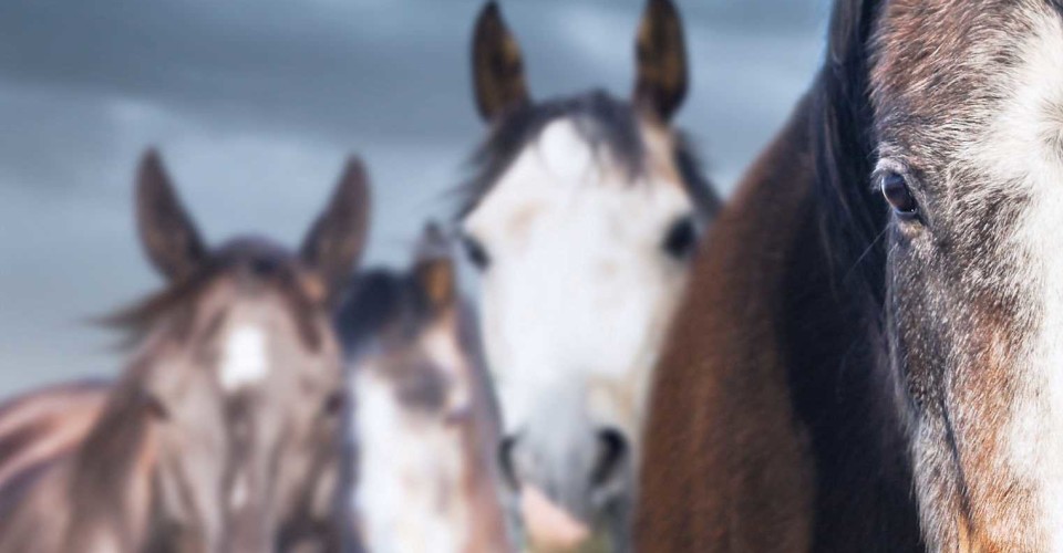 Kudde grijze paarden frontaal gefotografeerd