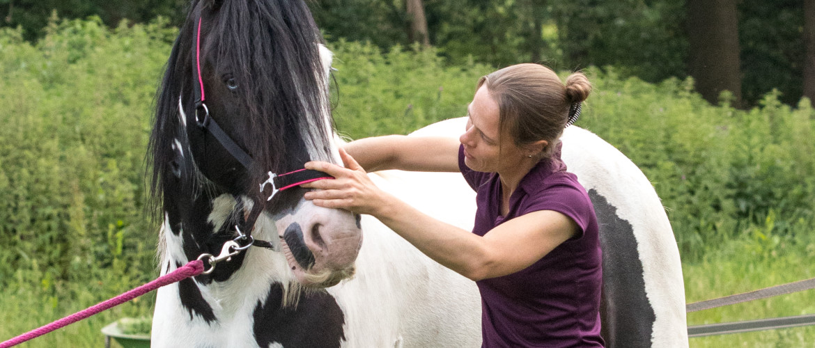 Waarom Osteopathie voor Paarden?