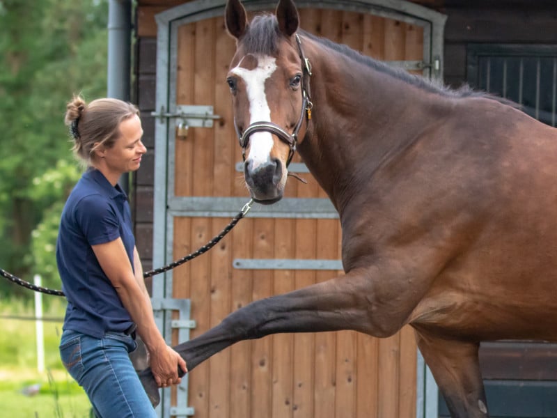 Osteopathie behandeling van de schouder van een paard