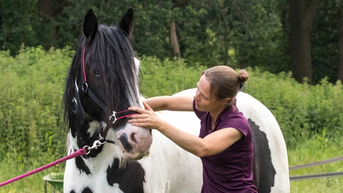 Osteopathie paard. testen van de halswervels