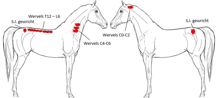 Osteopatische fixaties die TEZAMEN wijzen op Verminous arteritis tekening van paard met wormen