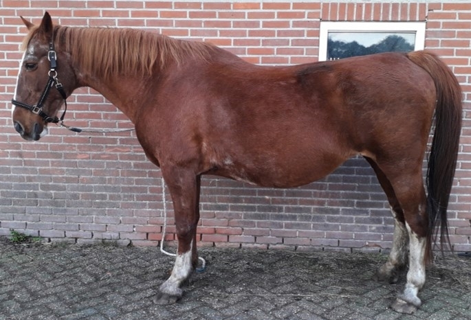 Foto van een paard met worminfectie / wormaneurysmasymptomen (Verminous arteritis)