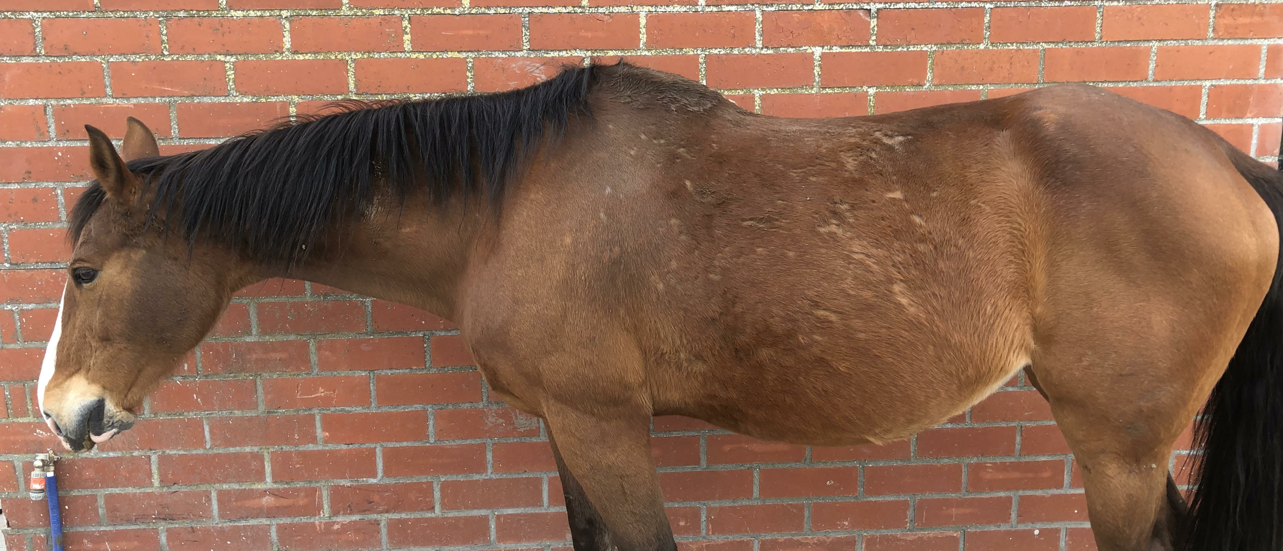 Verminous arteritis (Wormaneurysma): Relatief onbekend gevaar voor je paard