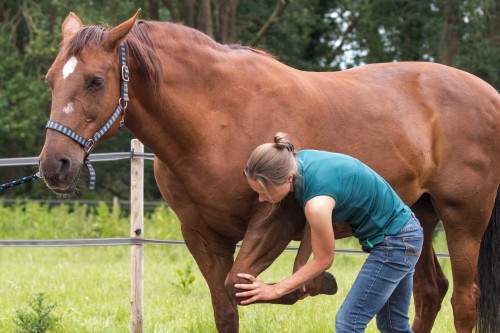 Het osteopatisch testen van het carpaal gewricht bij een paard