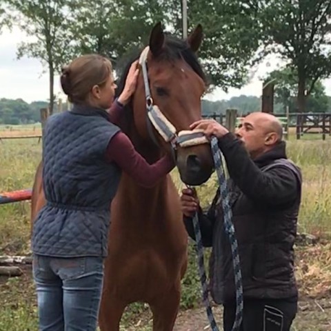 Tevreden klant na osteopathie behandeling van haar paard