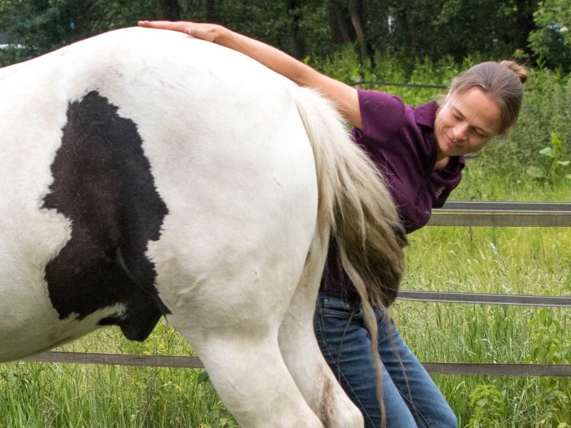 Osteopatische test van het SI gewricht bij een paard