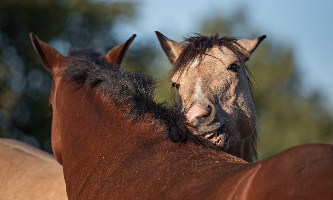 Twee paarden die elkaar aan het groomen zijn