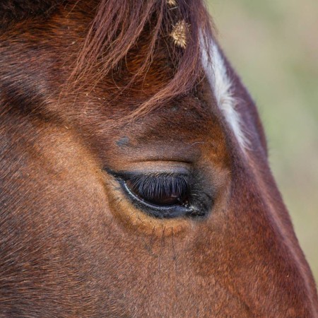 Bruin paard met triest oog