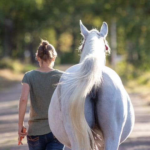 Wél beweging, géén belasting Paard wordt gestapt aan de hand