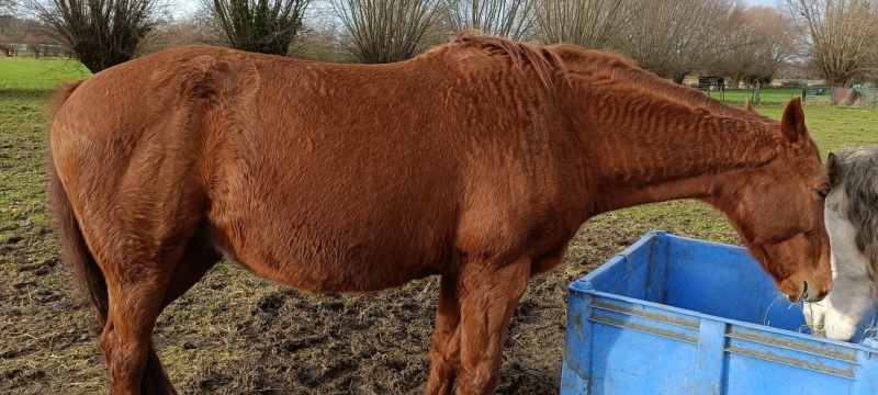 Paard met zichtbare symptomen worminfectie