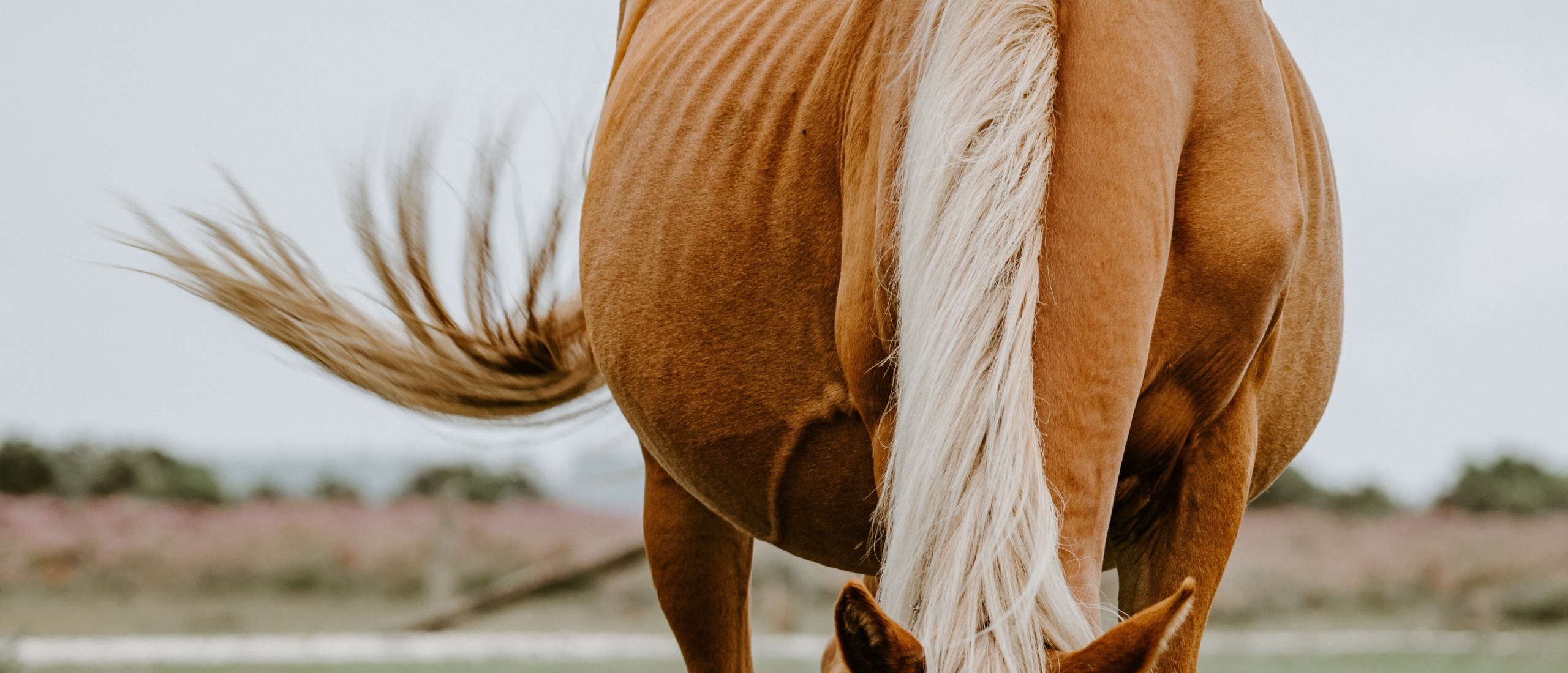 Mager paard: meer voeren of de darmen herstellen?