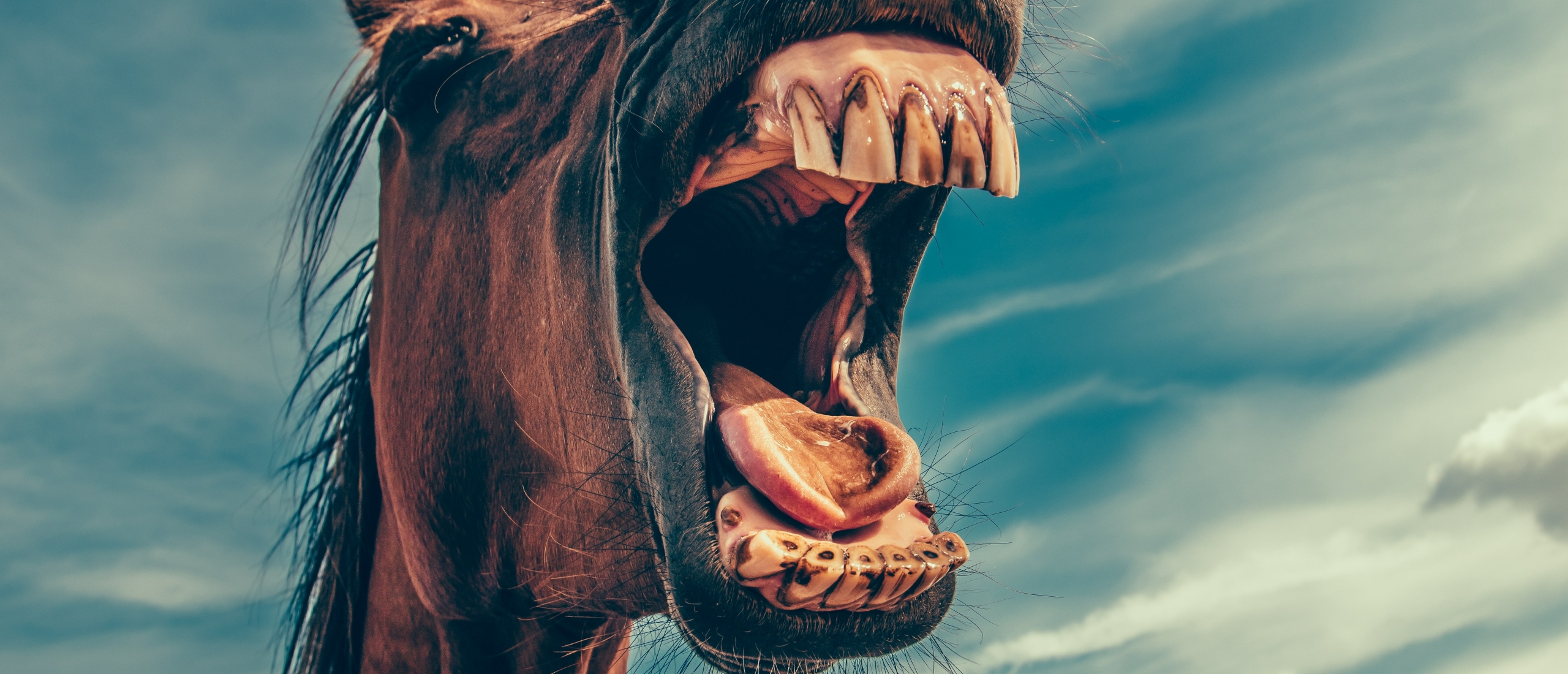 Spijsvertering paard mond