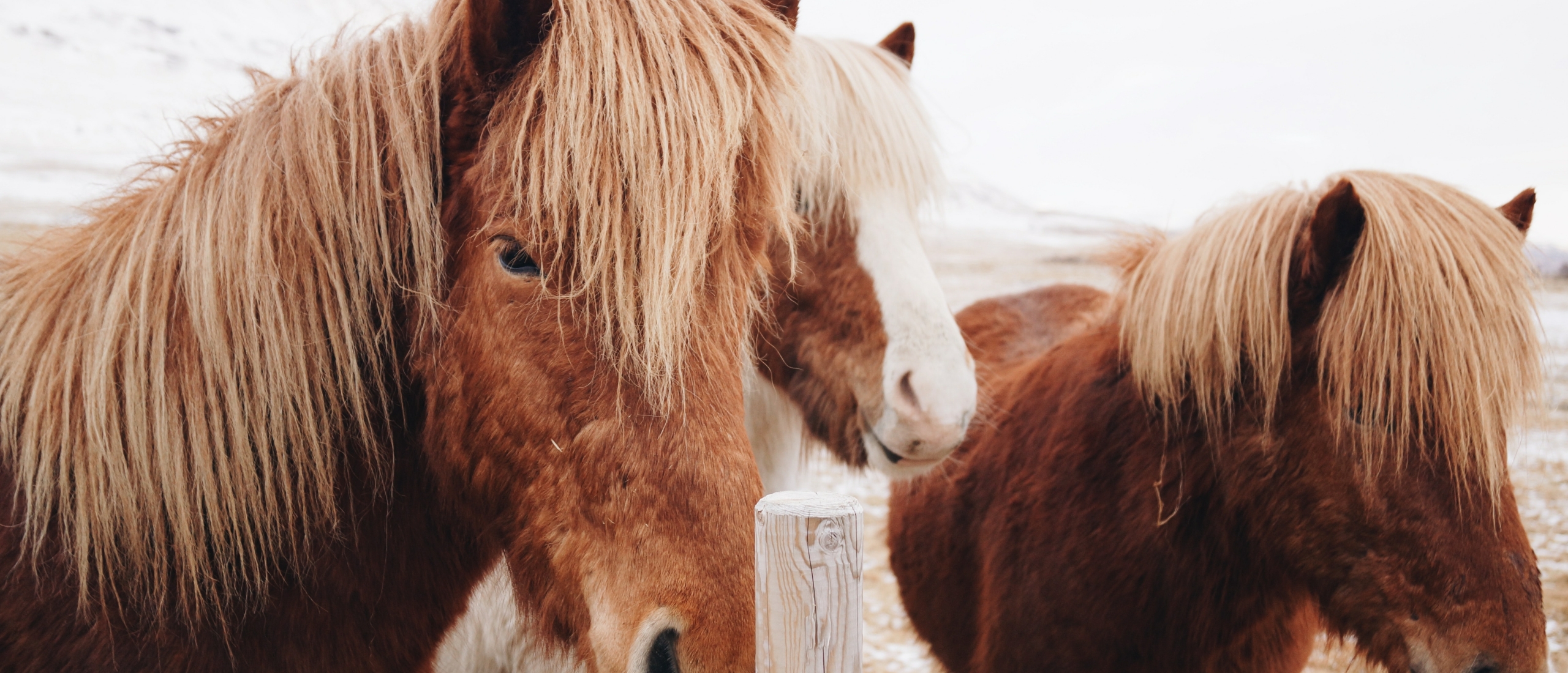 Hyperlipemie bij paarden
